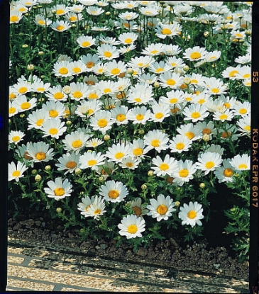 Picture of Chrysanthemum Palludosum Snowland